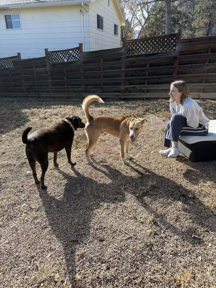 Enlarge Mellow, a Adoptable mixed breed in Littleton, CO image 5/6