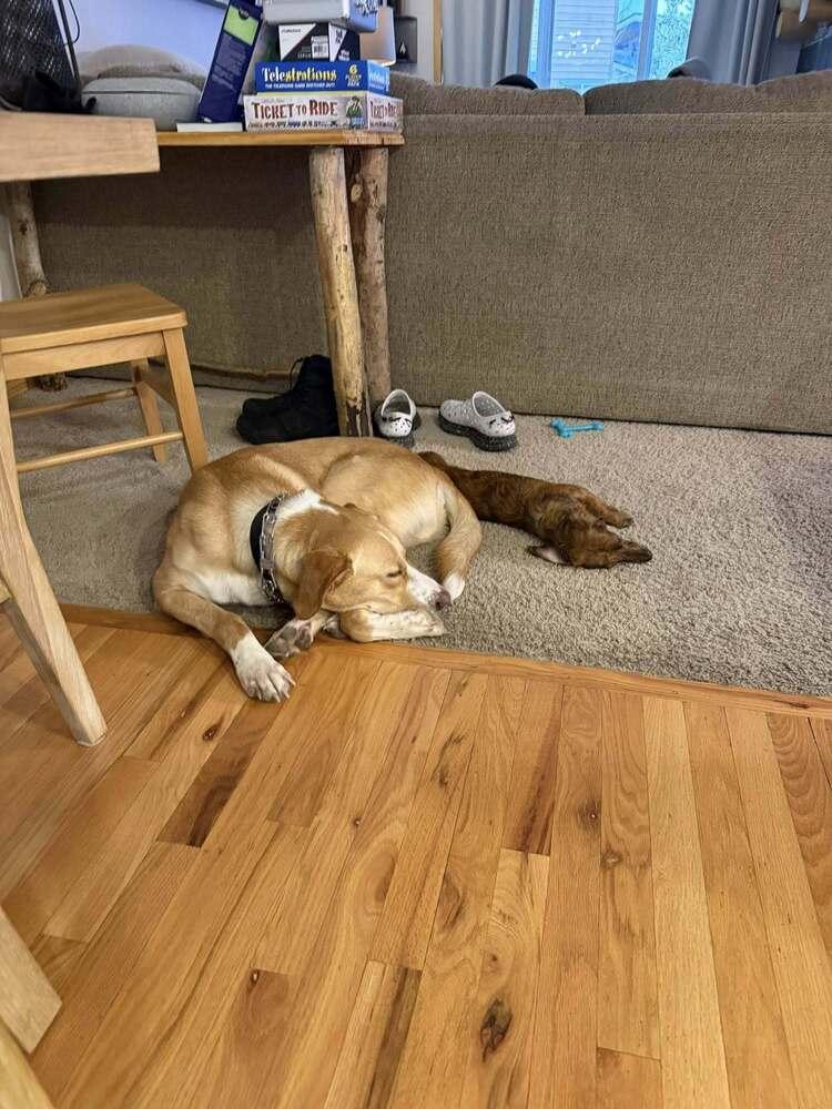 Enlarge Mellow, a Adoptable mixed breed in Littleton, CO image 6/6