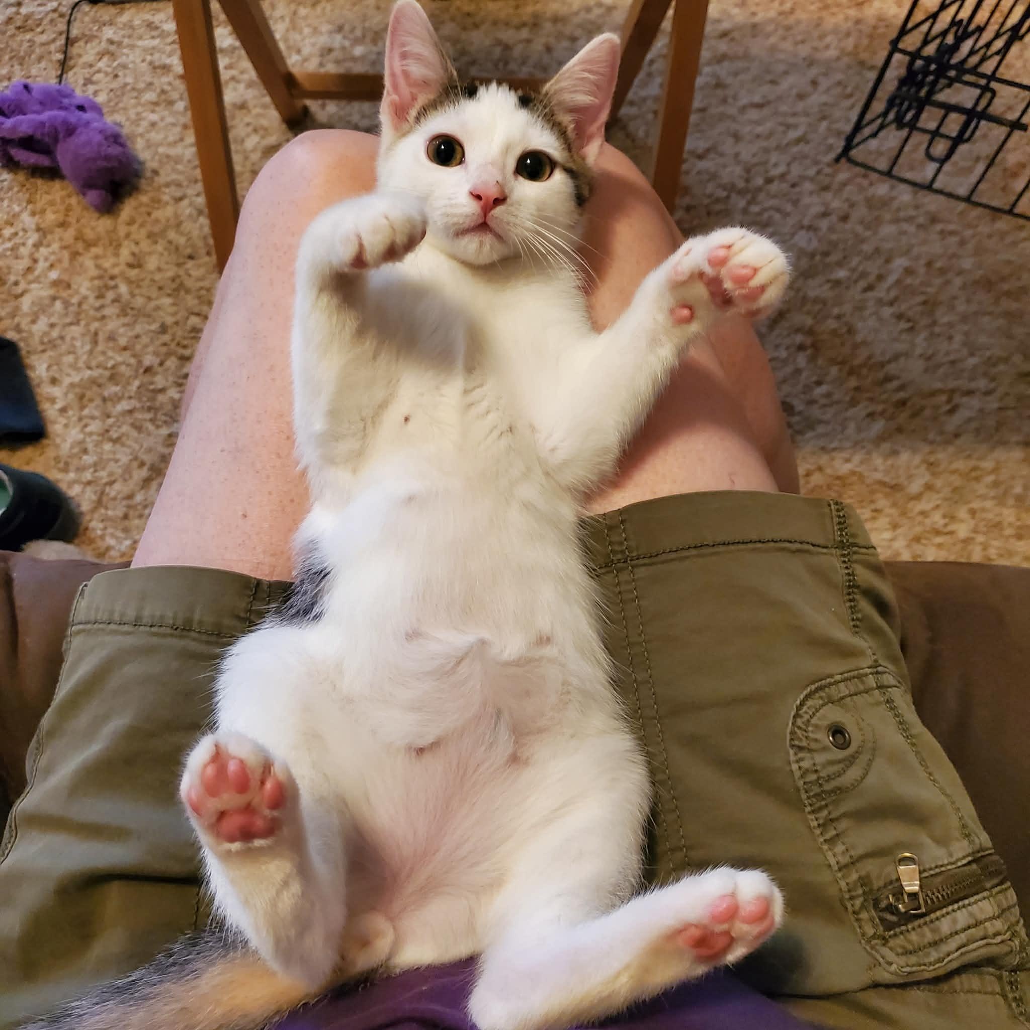 Cyclone, a ADOPTABLE Domestic Short Hair in Sedalia, MO image 4/6