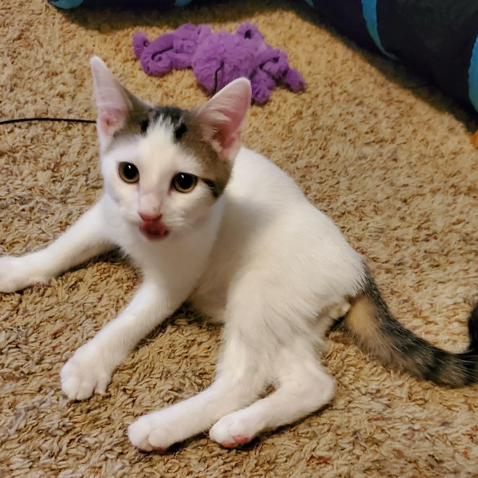 Cyclone, a ADOPTABLE Domestic Short Hair in Sedalia, MO image 3/6