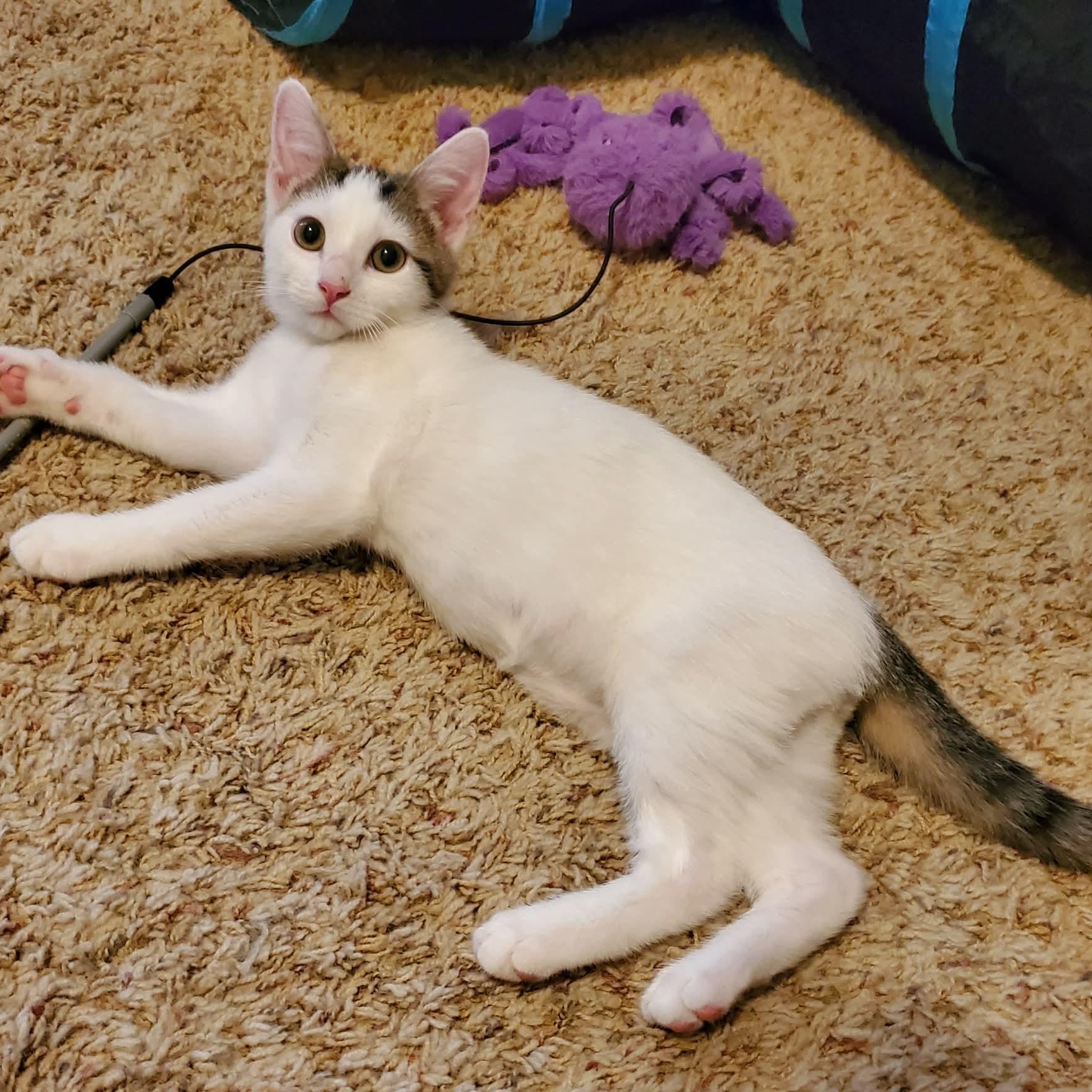 Cyclone, a ADOPTABLE Domestic Short Hair in Sedalia, MO image 2/6