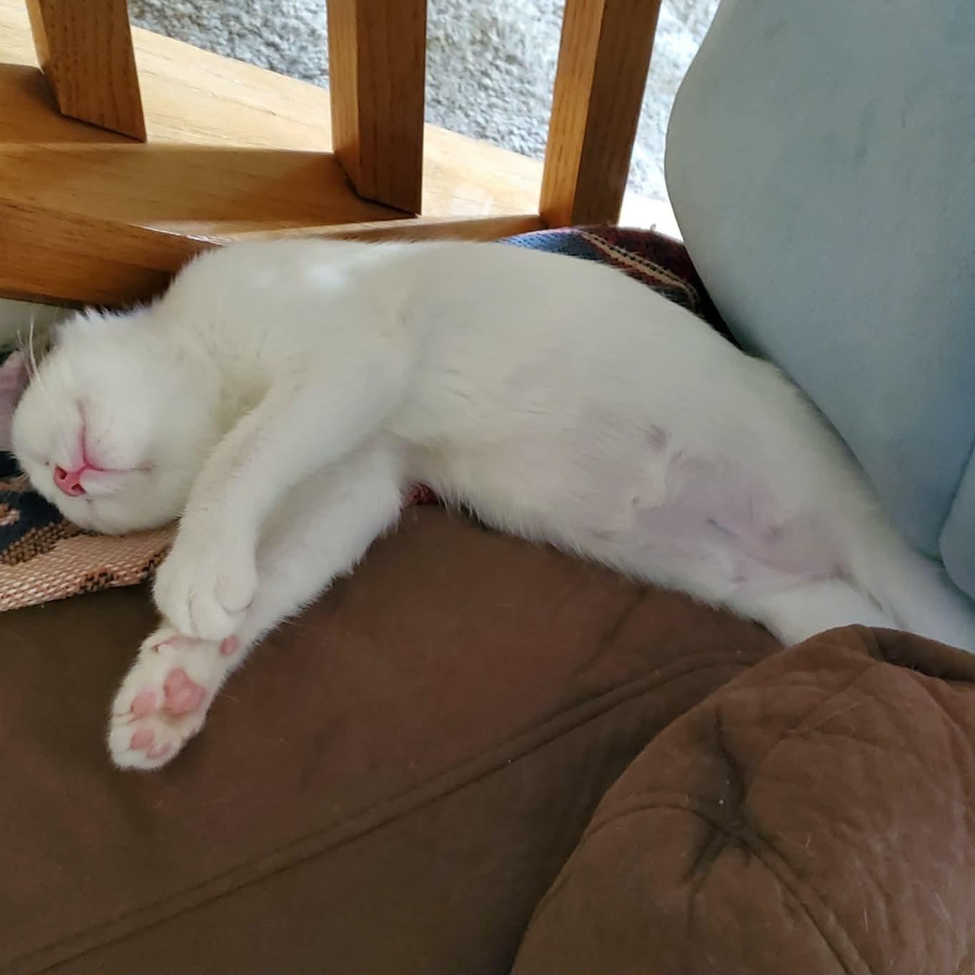 Cyclone, a ADOPTABLE Domestic Short Hair in Sedalia, MO image 6/6