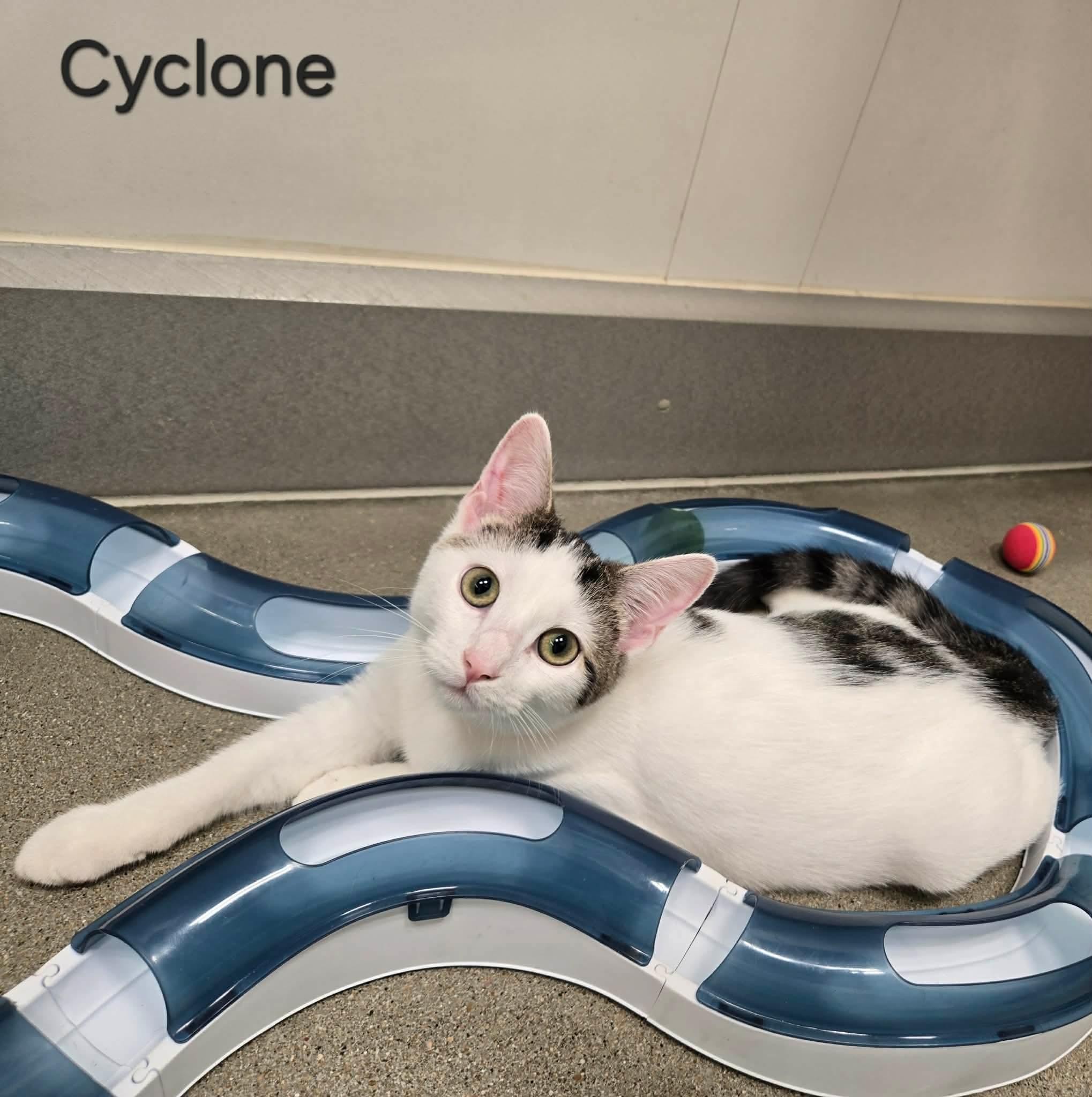Cyclone, ADOPTABLE, Kitten Male Domestic Short Hair.
