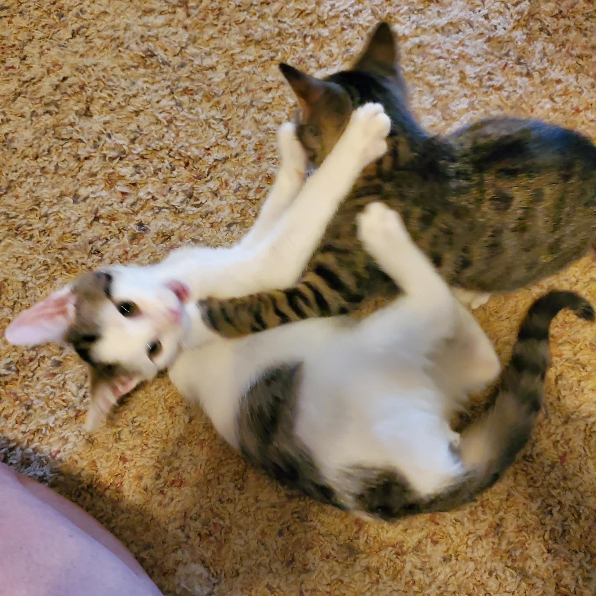 Cyclone, a ADOPTABLE Domestic Short Hair in Sedalia, MO image 5/6