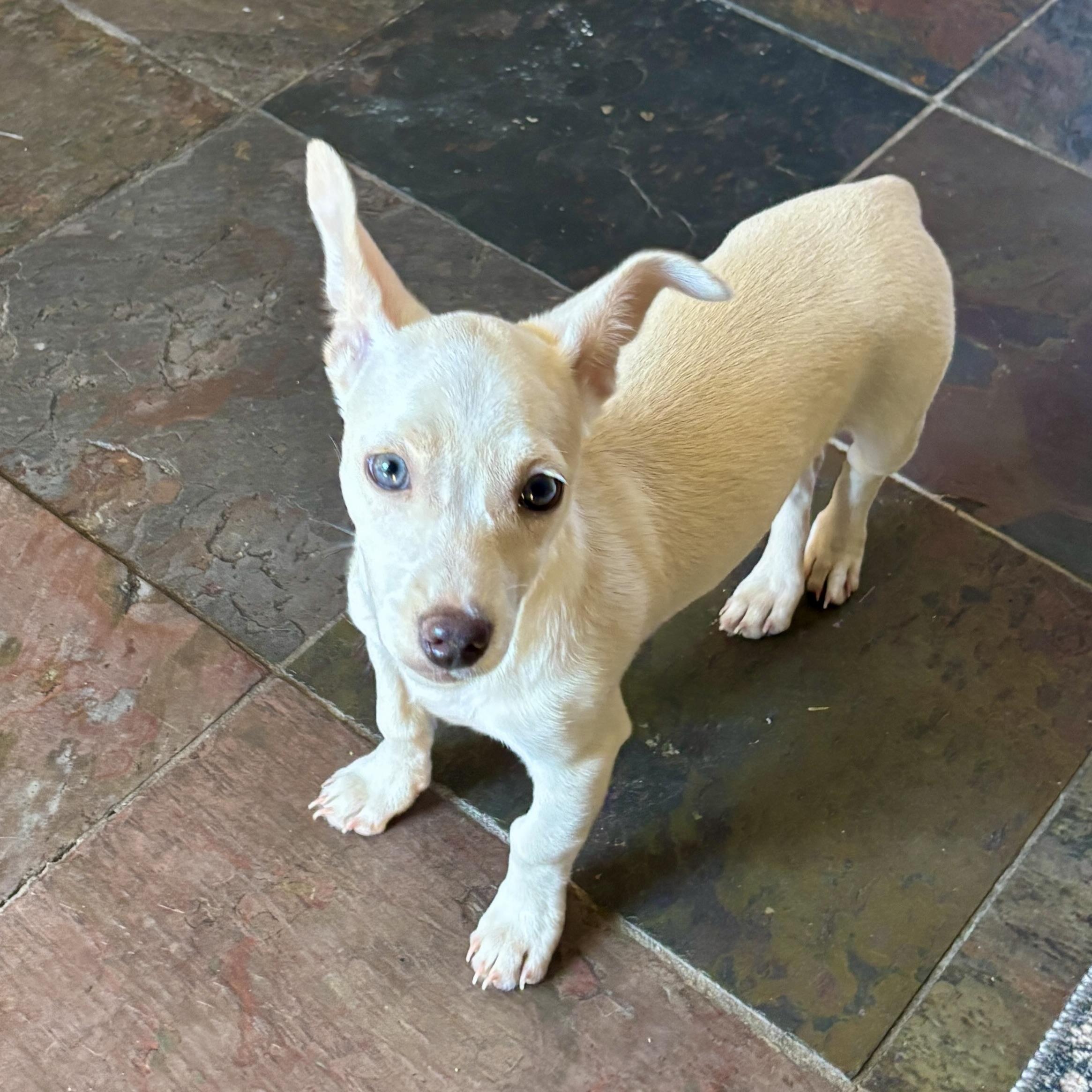 Enlarge Tilly, a Adoptable mixed breed in Prior Lake, MN image 6/6