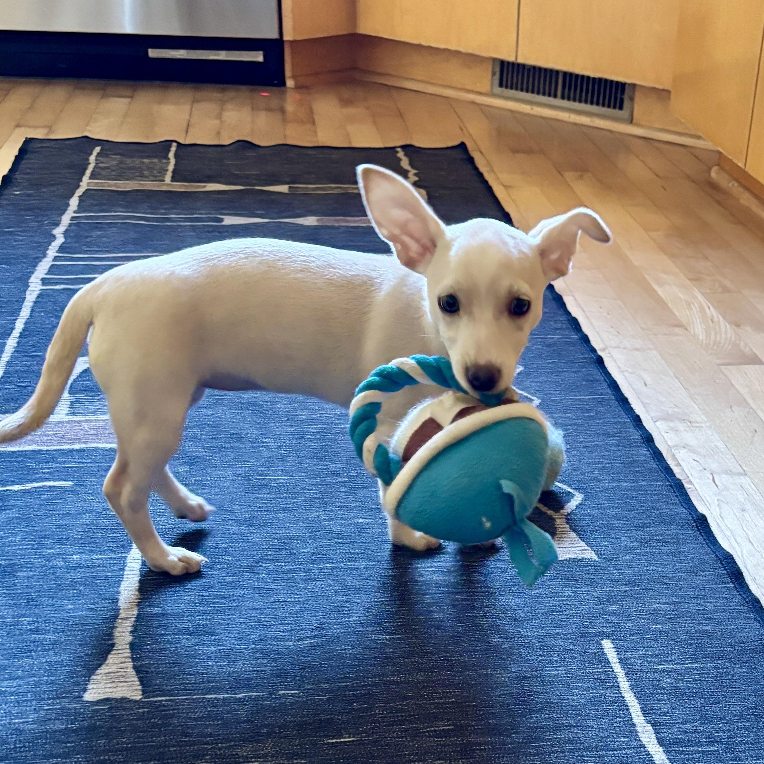 Enlarge Tilly, a Adoptable mixed breed in Prior Lake, MN image 4/6
