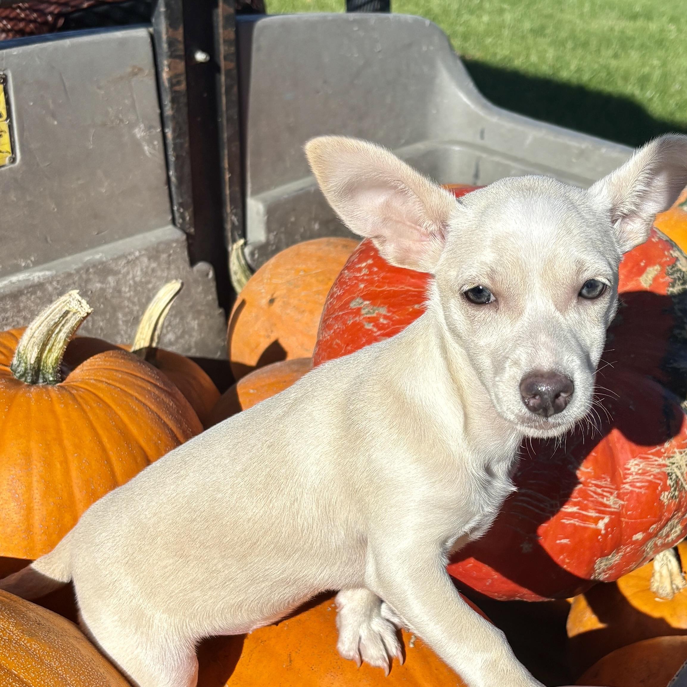 Enlarge Tilly, a Adoptable mixed breed in Prior Lake, MN image 5/6