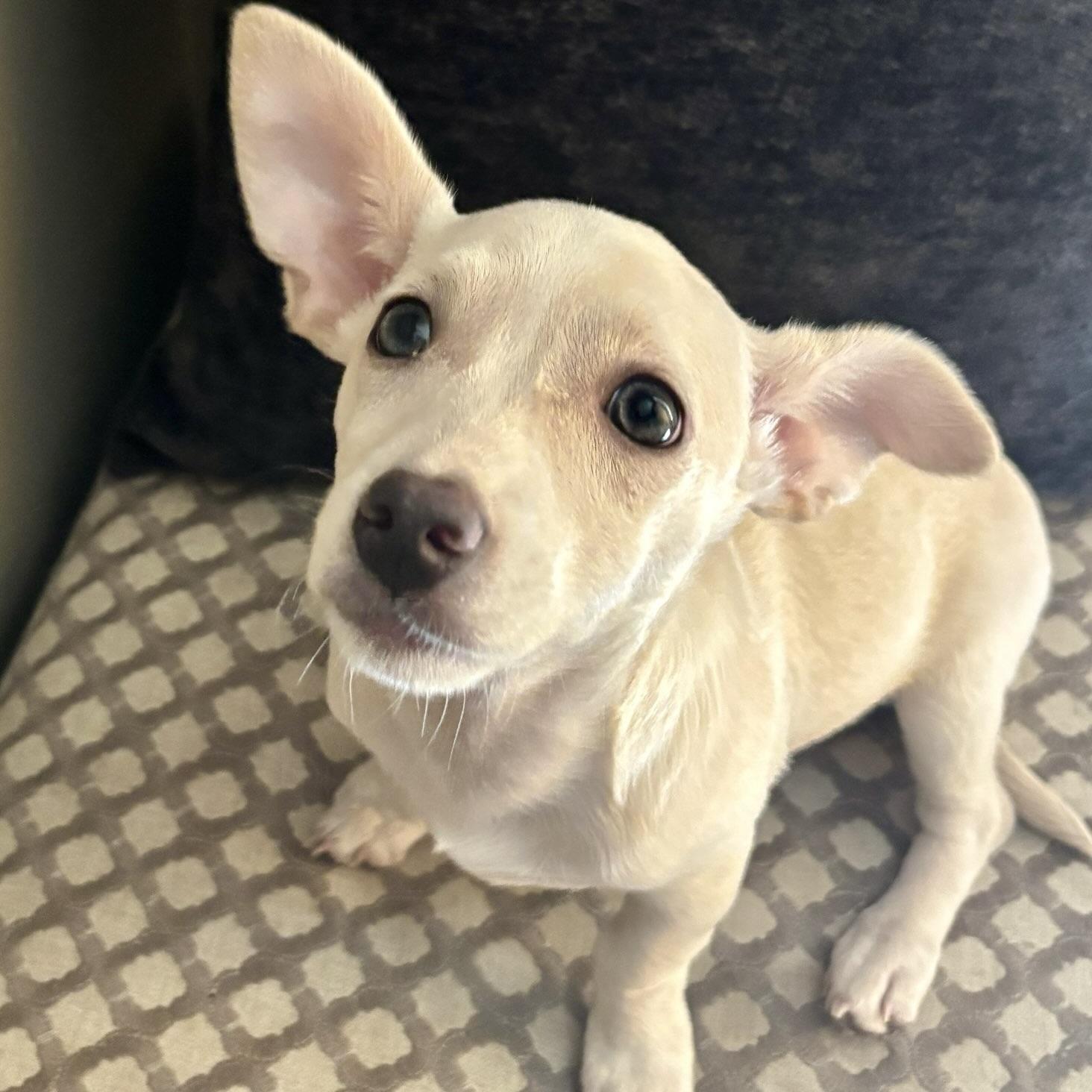 Enlarge Tilly, a Adoptable mixed breed in Prior Lake, MN image 3/6