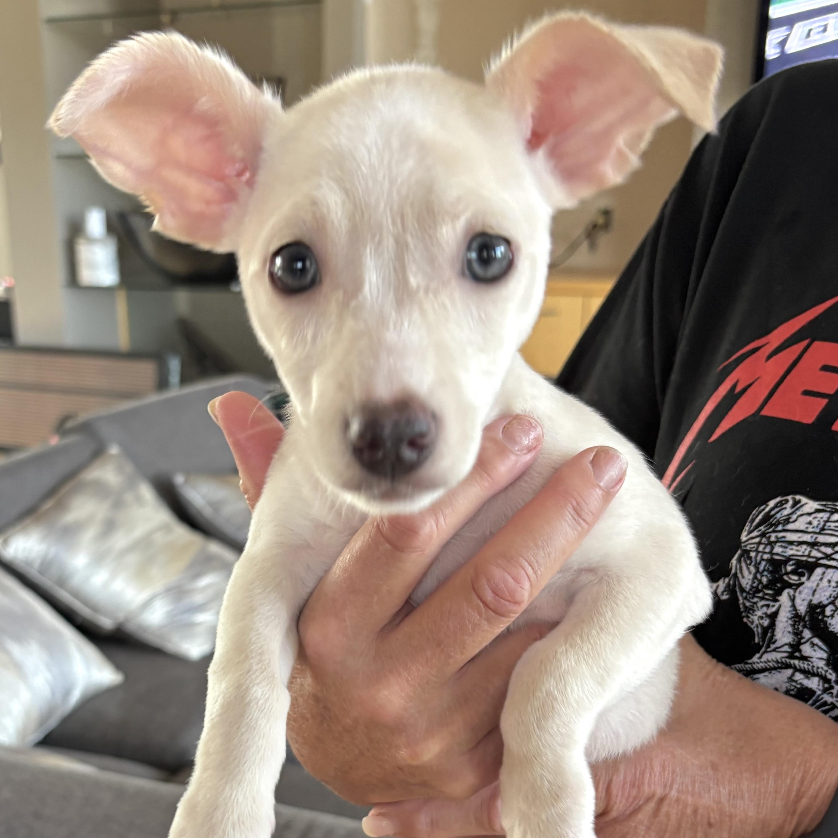 Tilly, Adoptable, Puppy Female Chiweenie & Mixed Breed.
