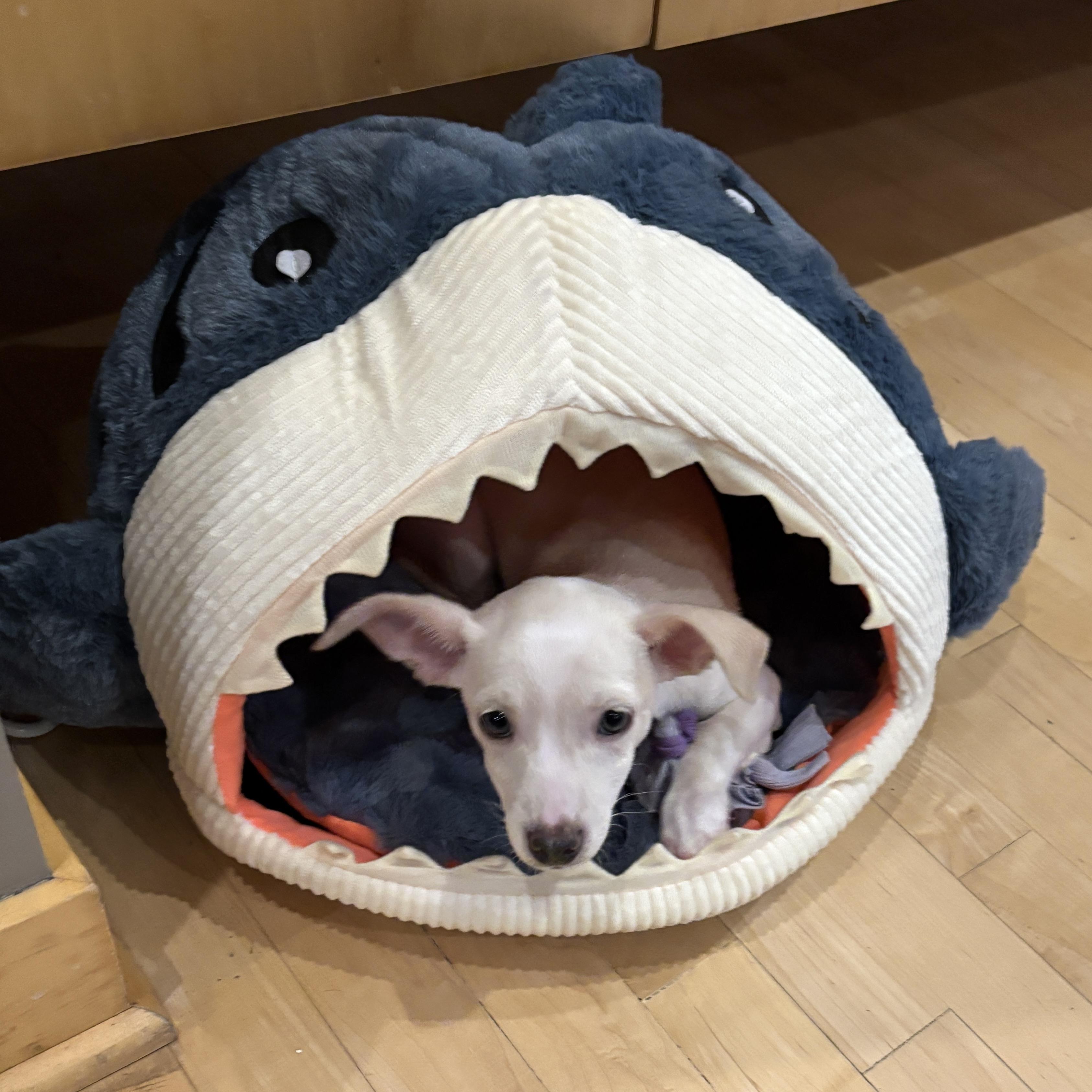 Enlarge Tilly, a Adoptable mixed breed in Prior Lake, MN image 2/6