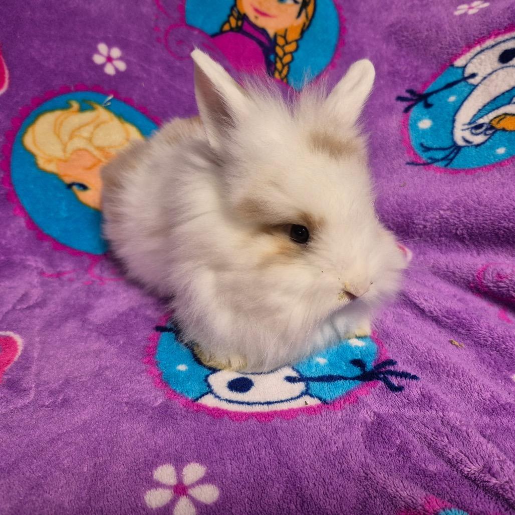 Sven photo