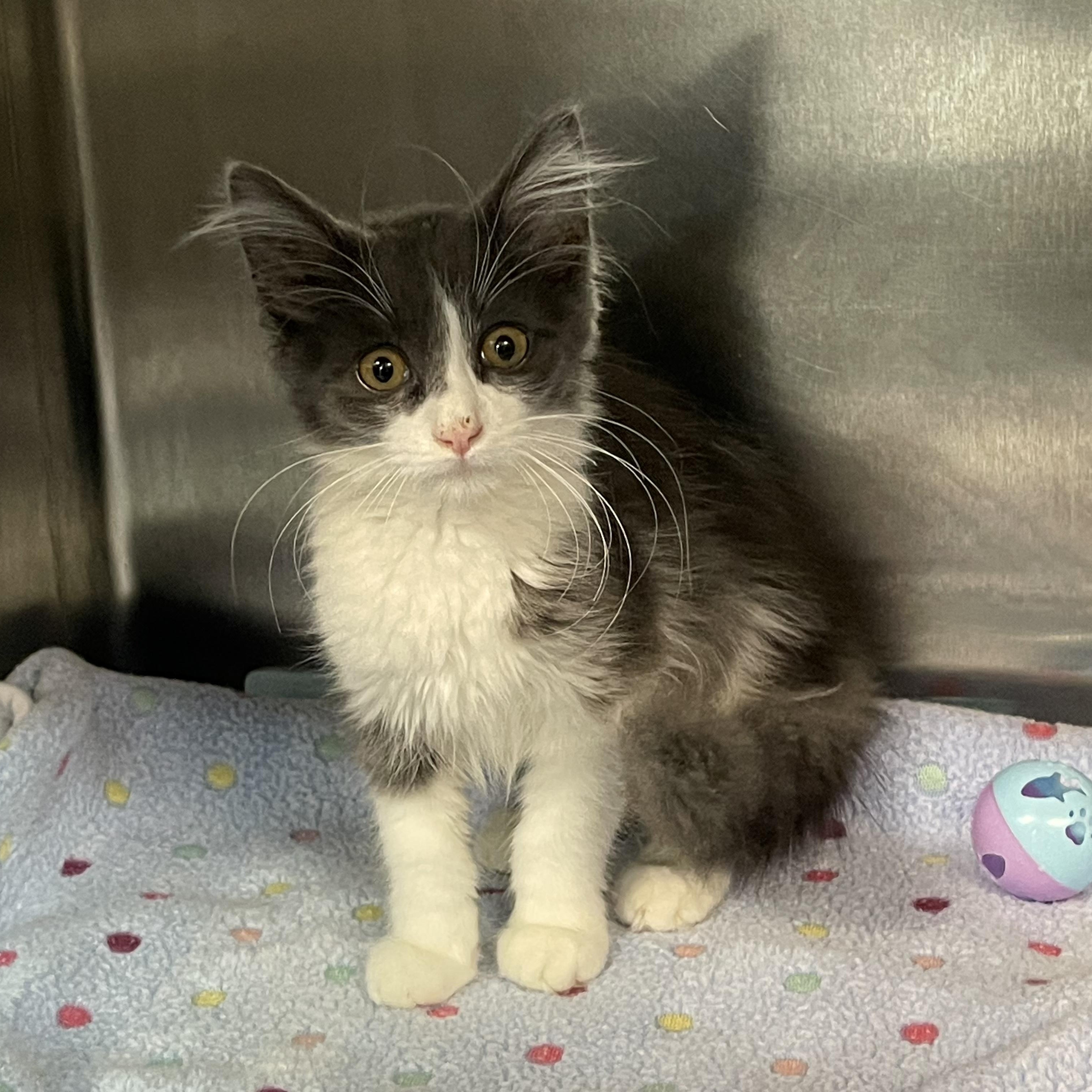 Vanilla, Adoptable, Kitten Female Domestic Long Hair.