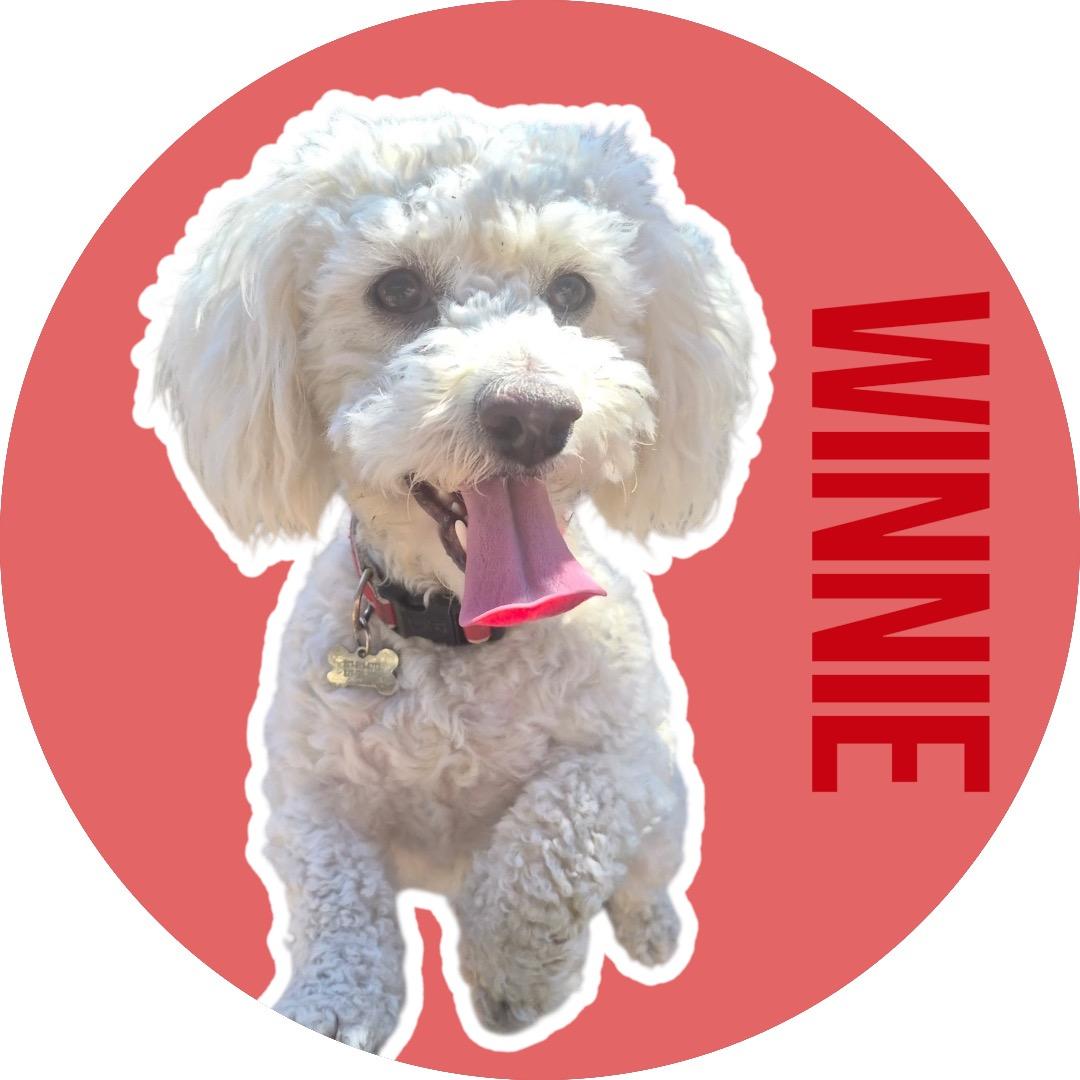 Winnie, adopted, Young Female Bichon Frise & Poodle (Toy).