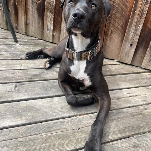 Enlarge Freddy, a Adoptable mixed breed in Rimbey, AB image 4/5