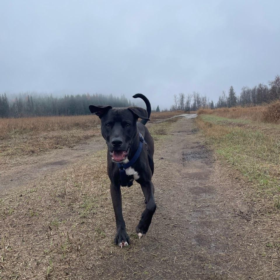 Enlarge Freddy, a Adoptable mixed breed in Rimbey, AB image 5/5