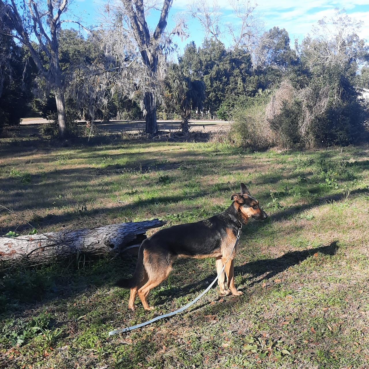 Charlie, a Adoptable mixed breed in Tallahassee, FL image 2/3