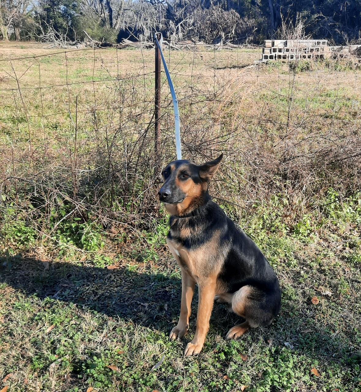 Charlie, a Adoptable mixed breed in Tallahassee, FL image 3/3
