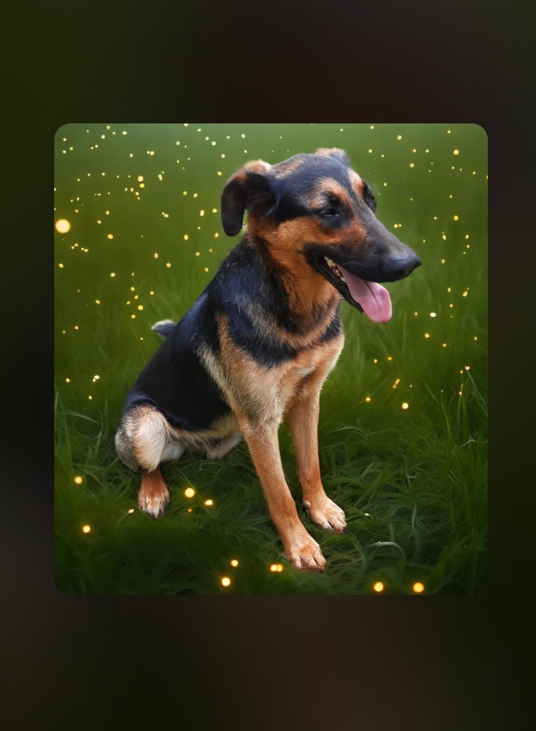 Charlie, Adoptable, Young Male German Shepherd Dog.