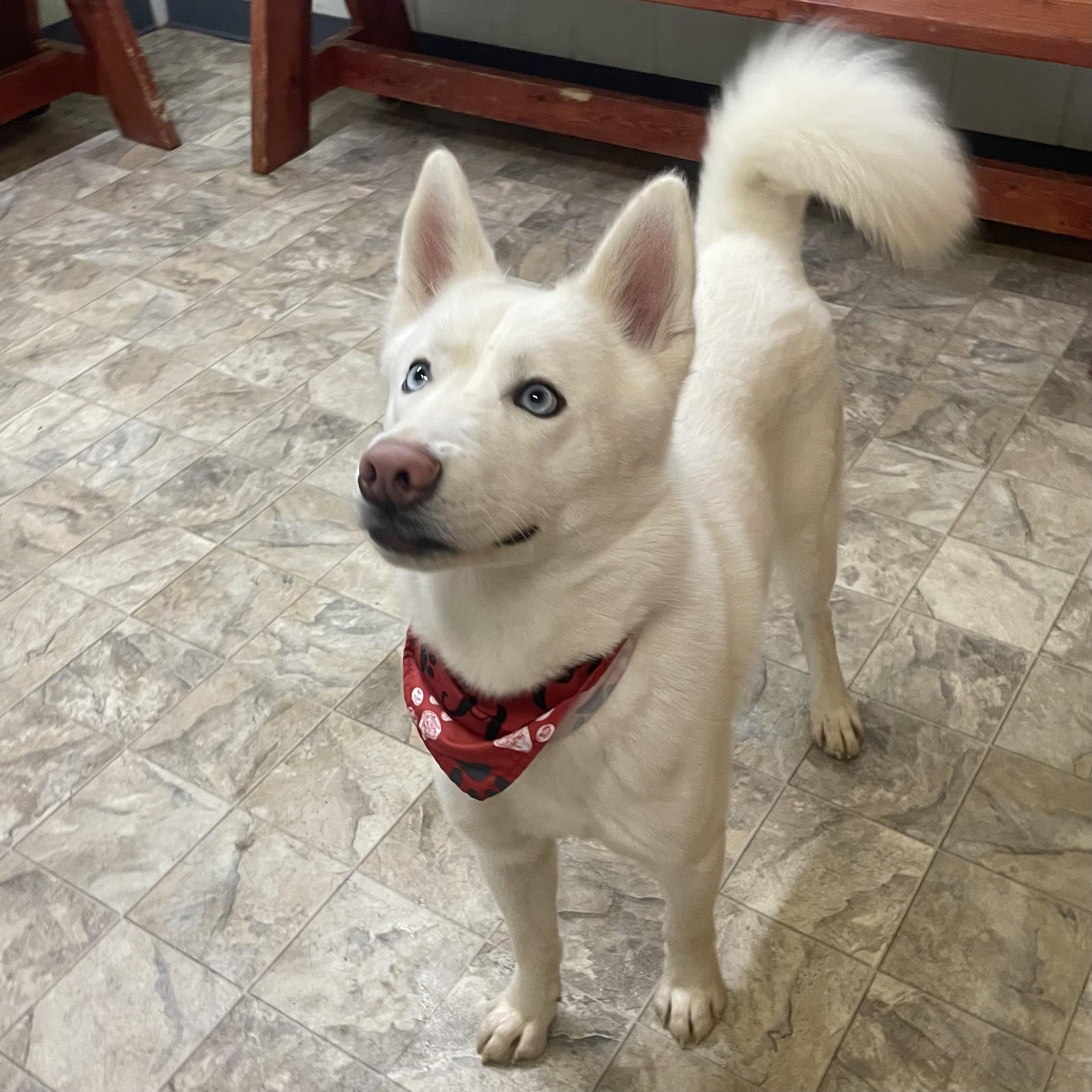 Enlarge Squeakers, an adopted mixed breed in Pilot Point, TX image 3/4