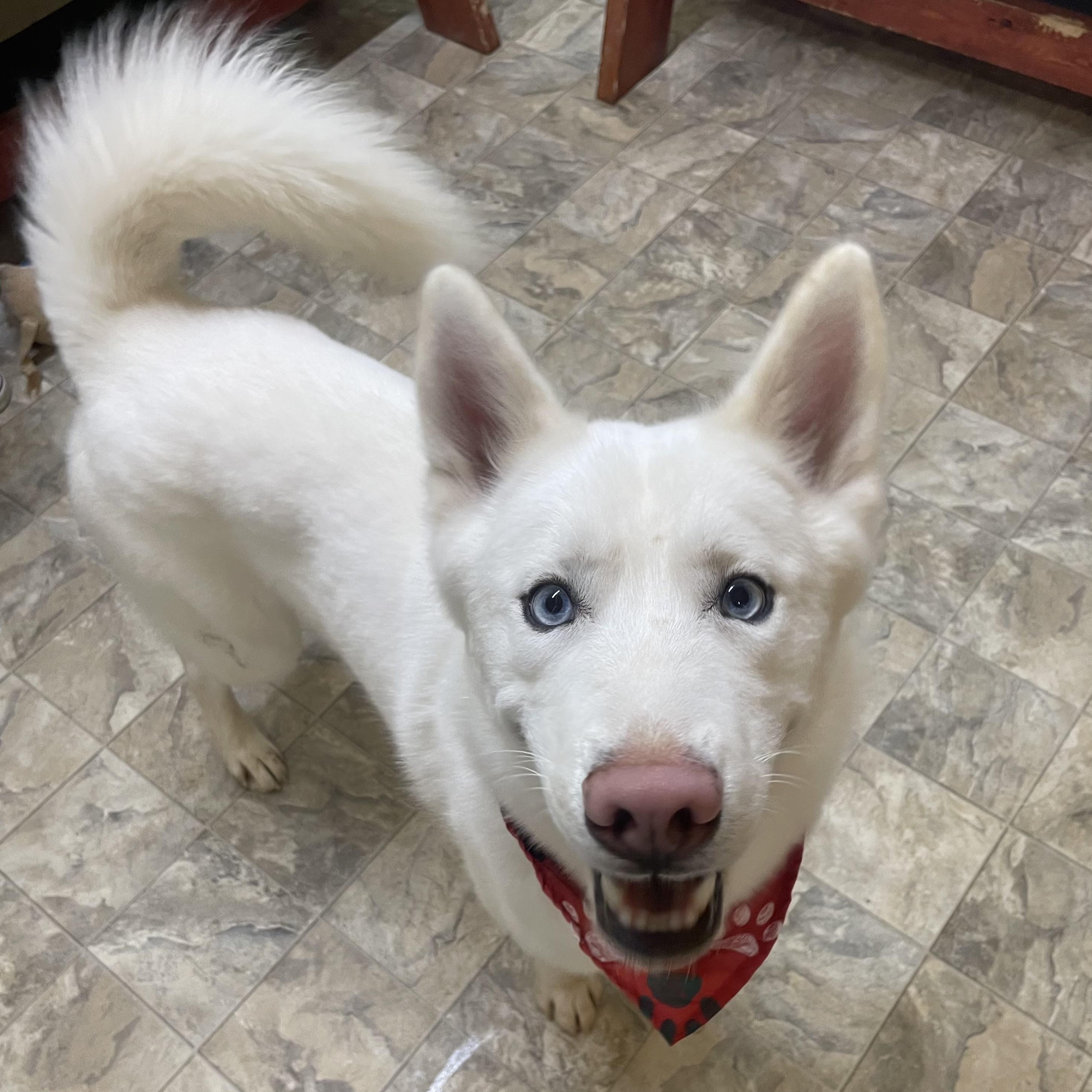 Enlarge Squeakers, an adopted mixed breed in Pilot Point, TX image 2/4