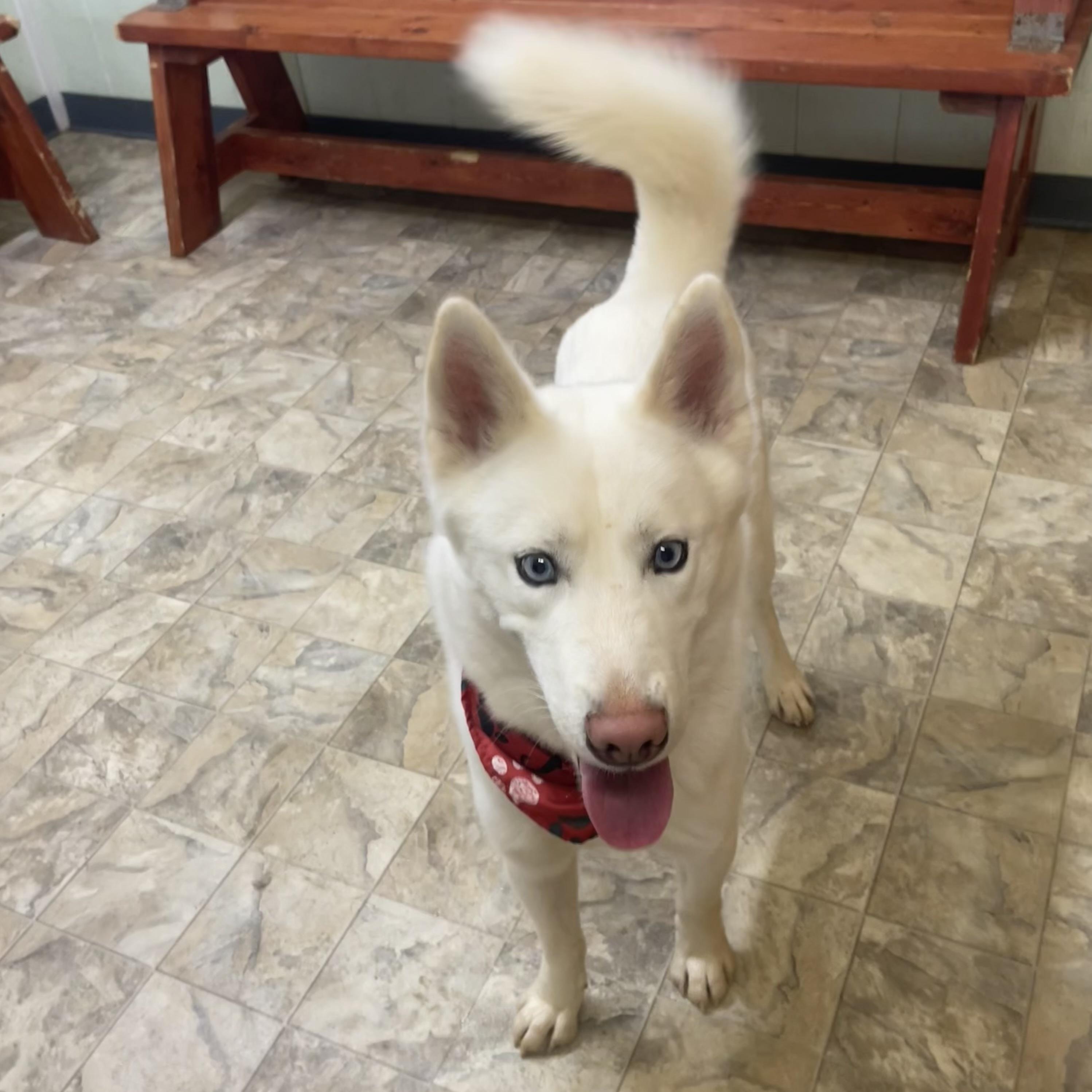 Enlarge Squeakers, an adopted mixed breed in Pilot Point, TX image 4/4