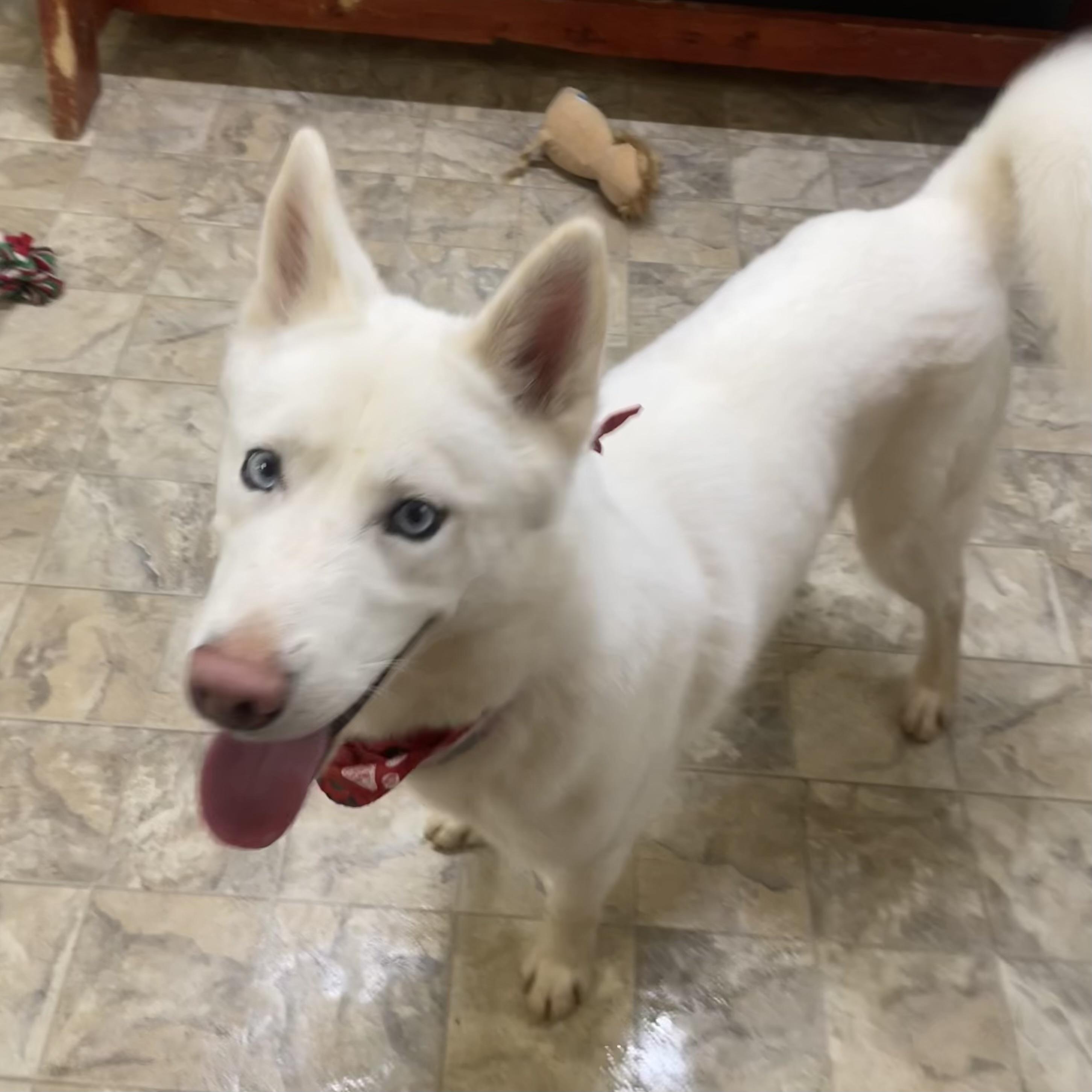 Squeakers, adopted, Adult Male Husky.