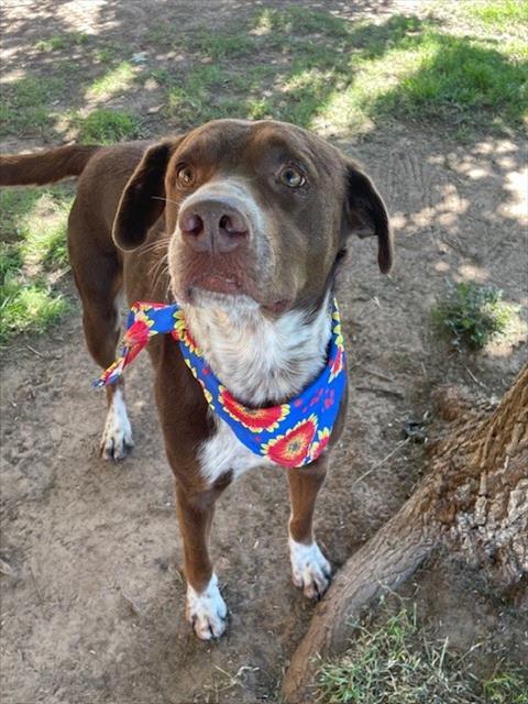 LINK, Adoptable, Young Male Pit Bull Terrier & Mixed Breed.