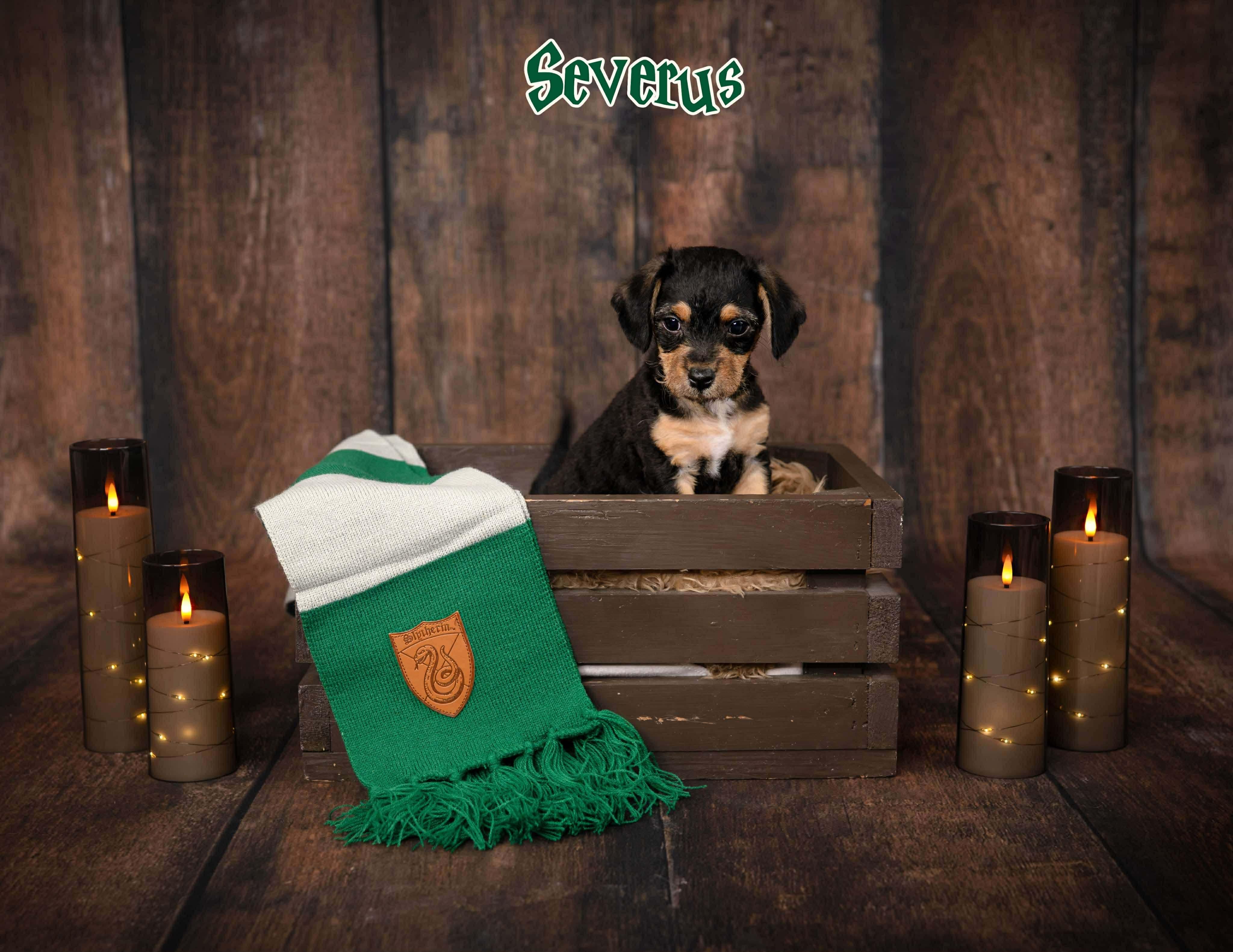 Enlarge Severus, an adopted mixed breed in Las Vegas, NV image 2/2