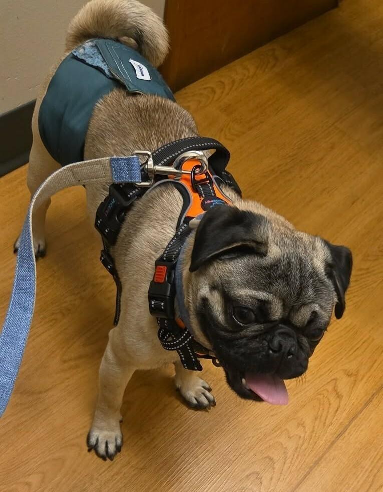 Harvey, a Adoptable Pug in Eagle, ID image 1/4