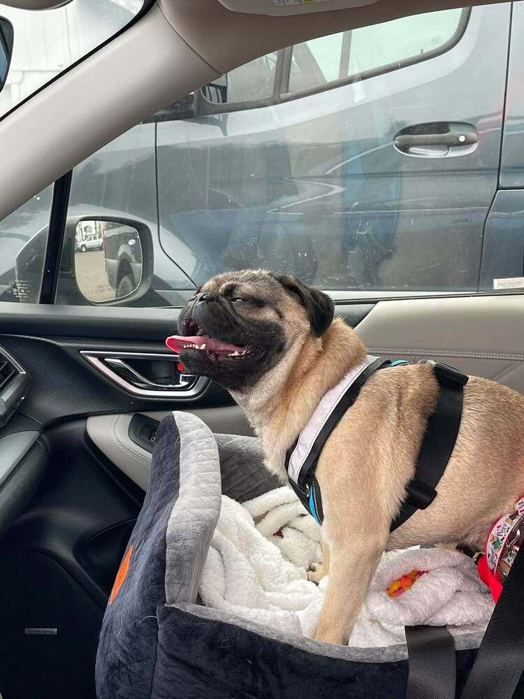 Harvey, a Adoptable Pug in Eagle, ID image 2/4