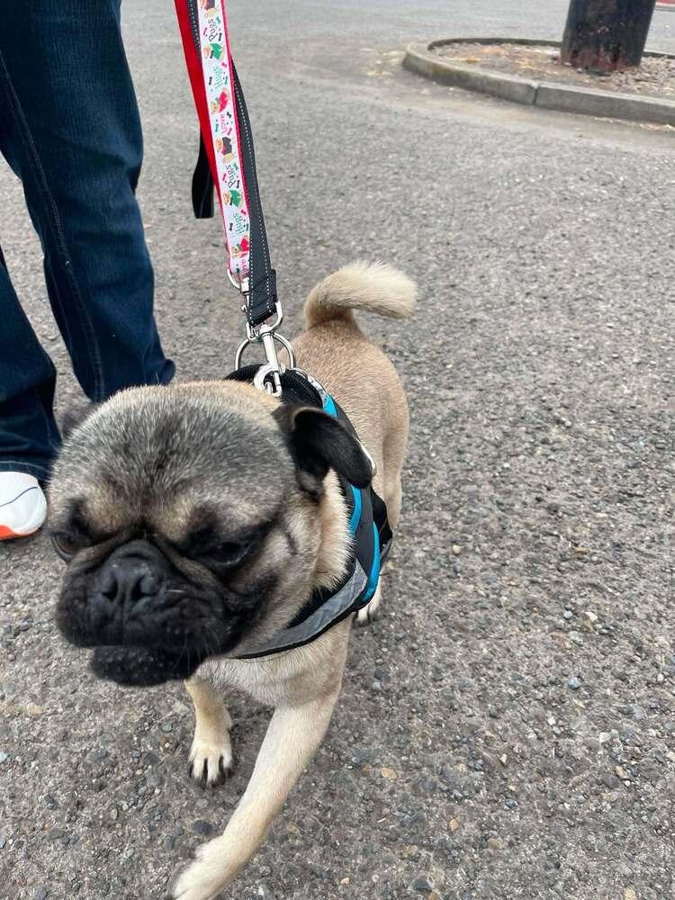 Harvey, a Adoptable Pug in Eagle, ID image 3/4
