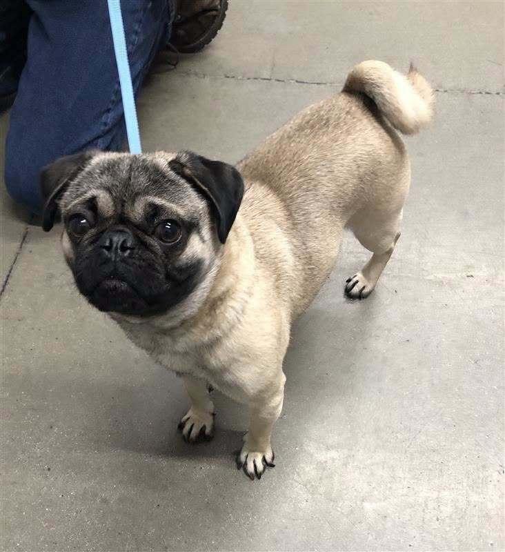 Harvey, a Adoptable Pug in Eagle, ID image 4/4