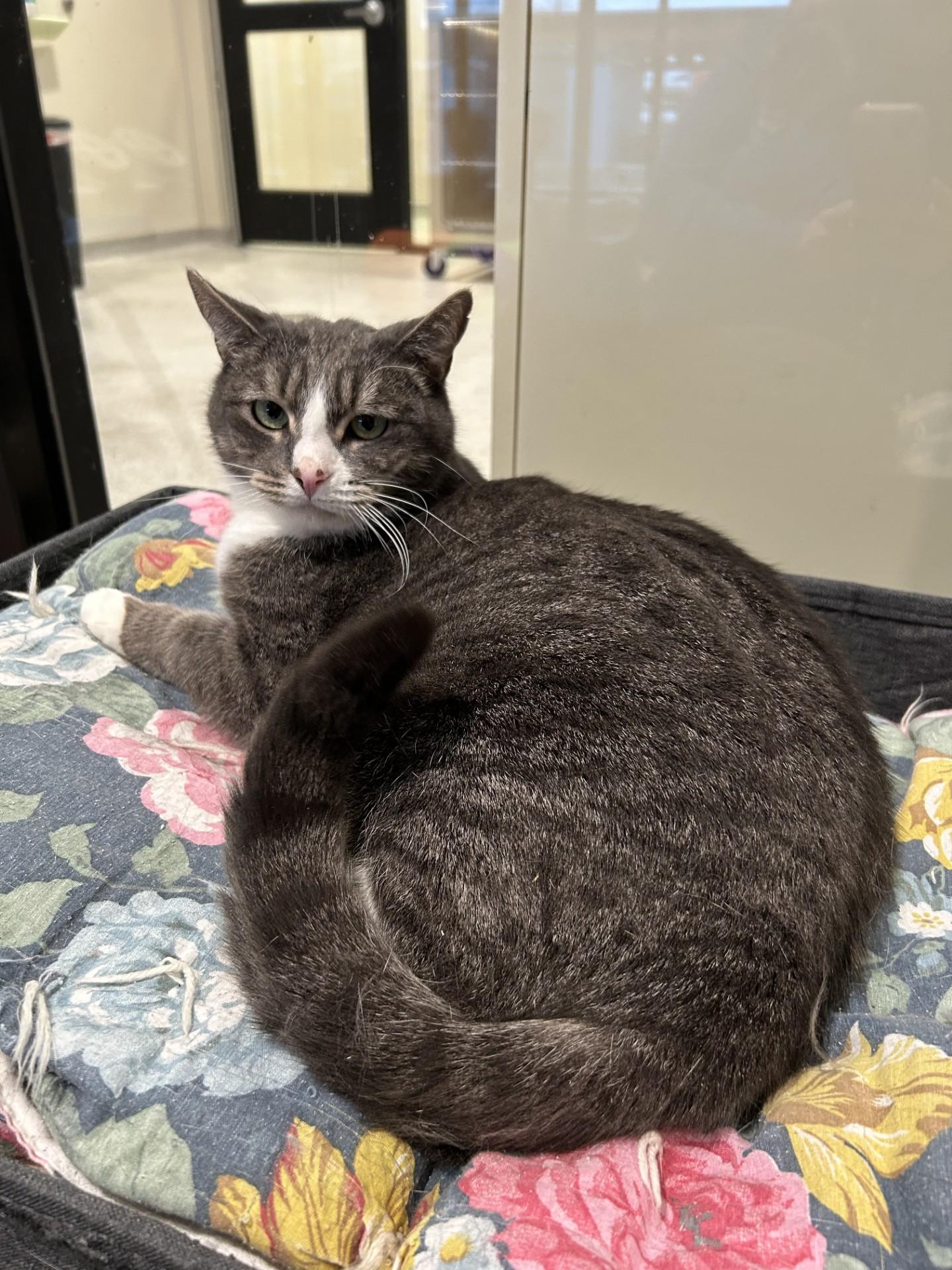 Squeeker, ADOPTABLE, Adult Male Domestic Short Hair.