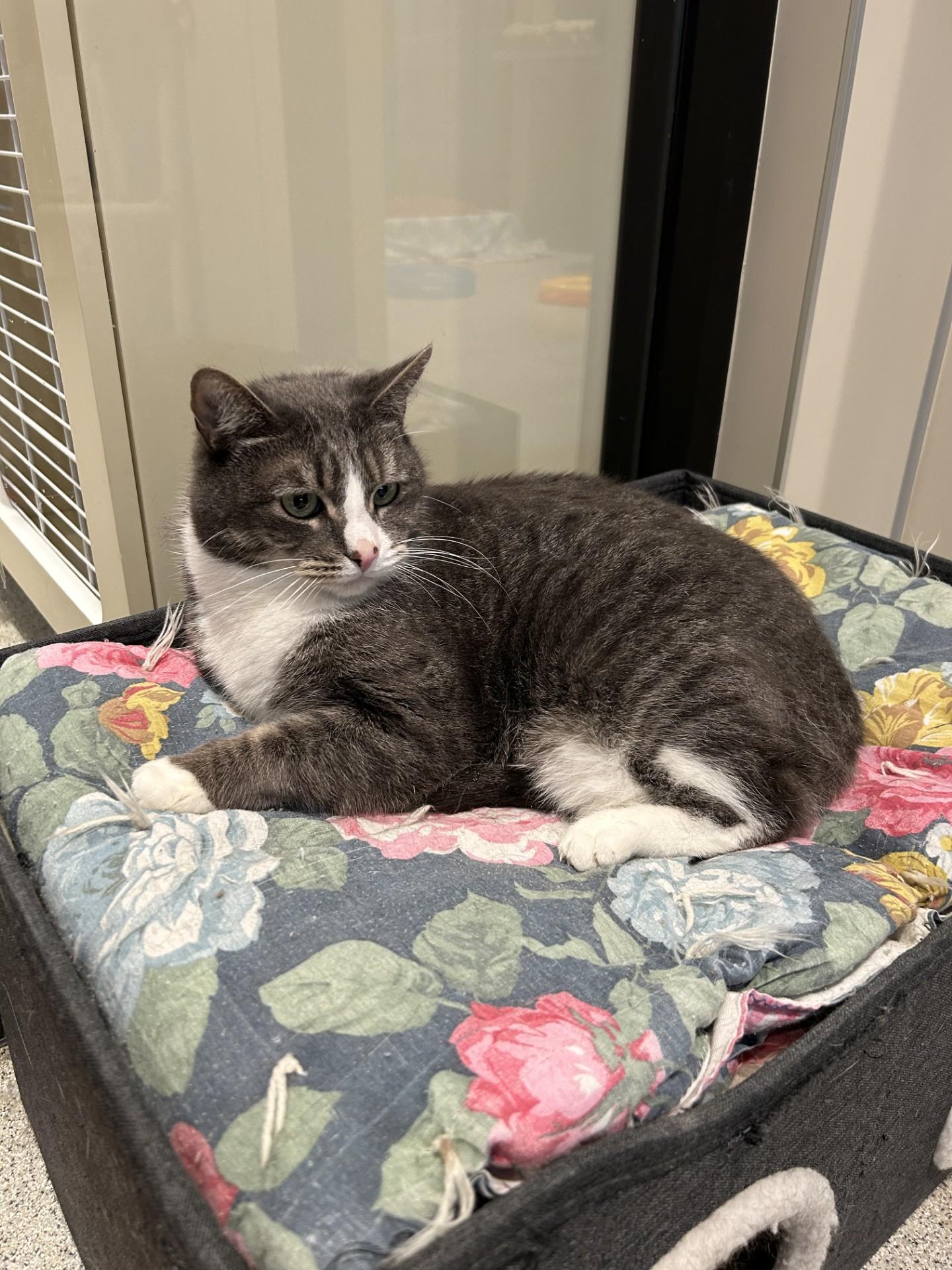 Enlarge Squeeker, a ADOPTABLE Domestic Short Hair in Hamilton, MT image 2/2