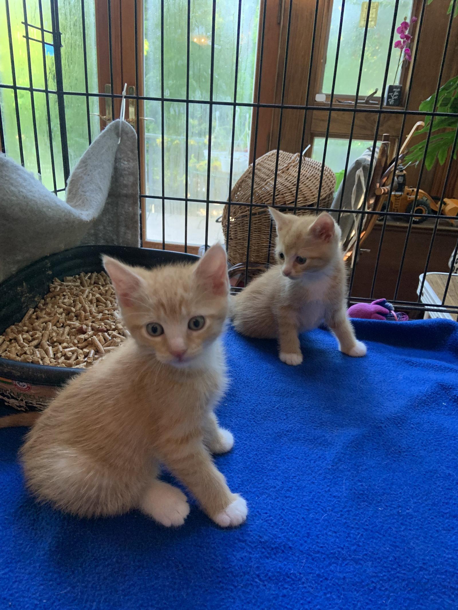 Quincy, Adoptable, Young Male Domestic Short Hair.