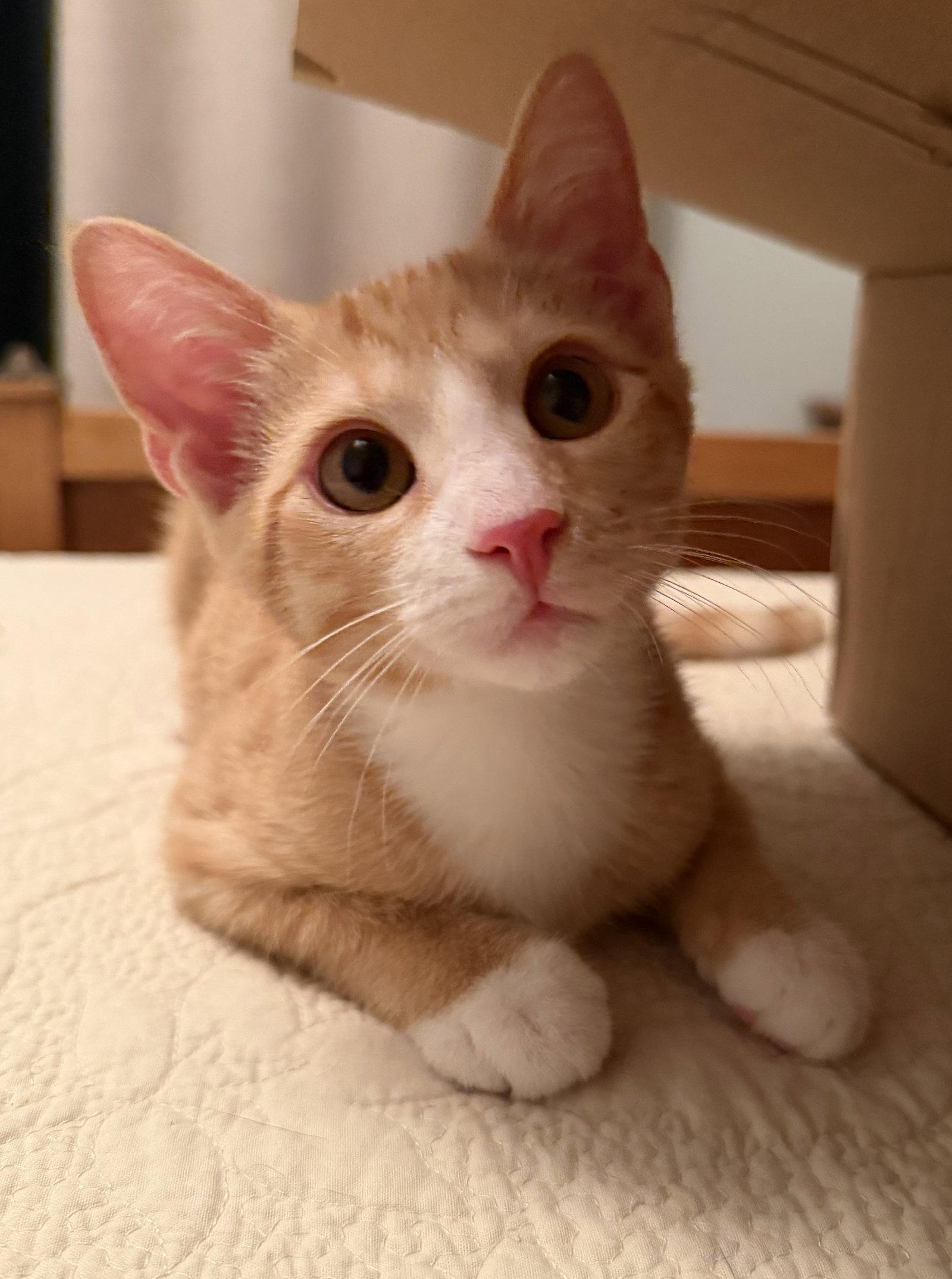 Sonny, a Adoptable Domestic Short Hair in Lutherville, MD image 3/3