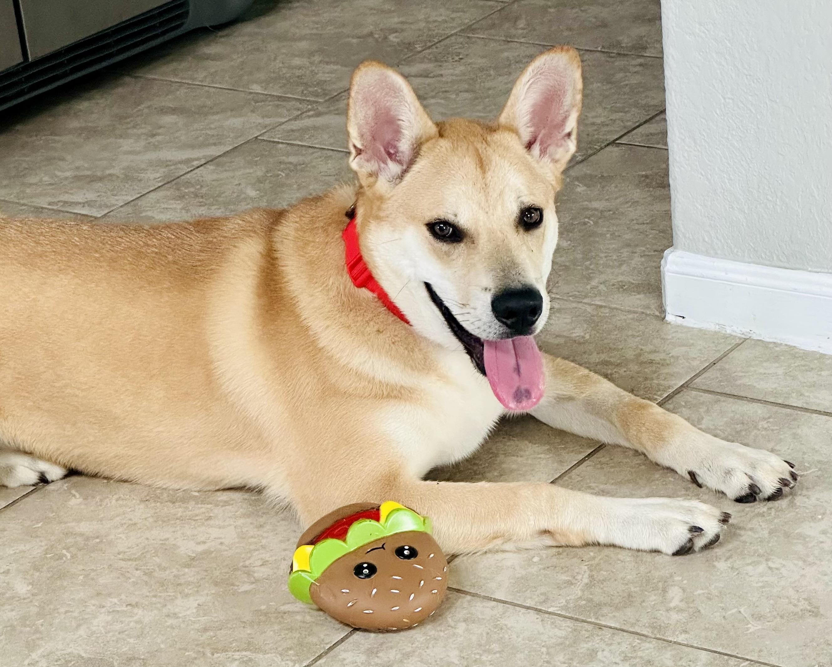 Maxx — thumbnail 4