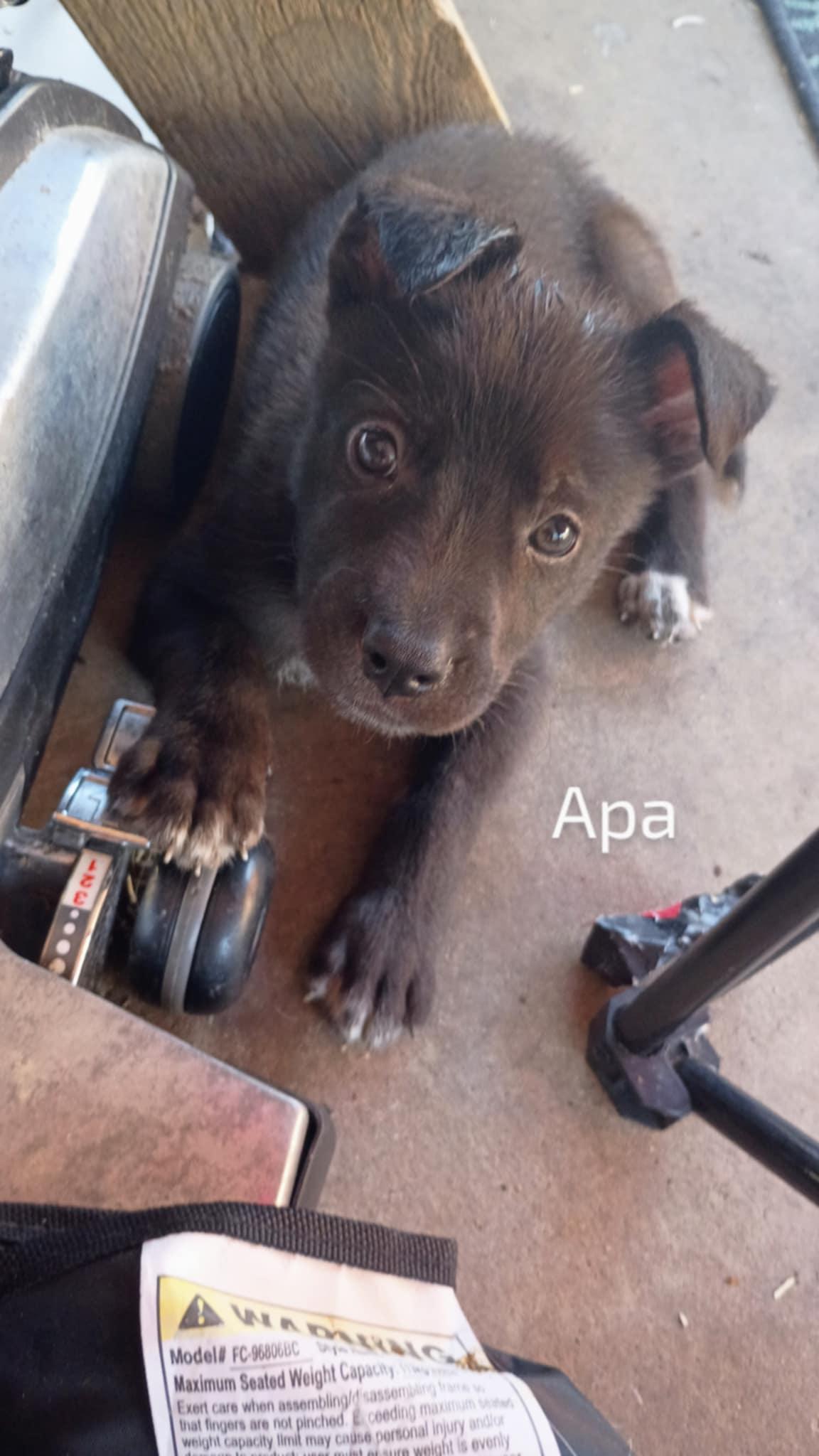 Apa