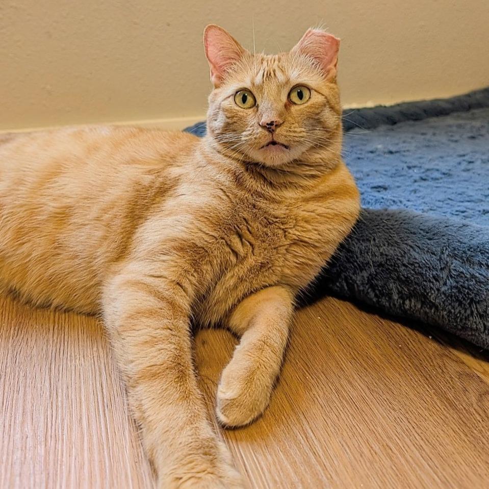 Ophelia, Adoptable, Adult Female Domestic Short Hair.