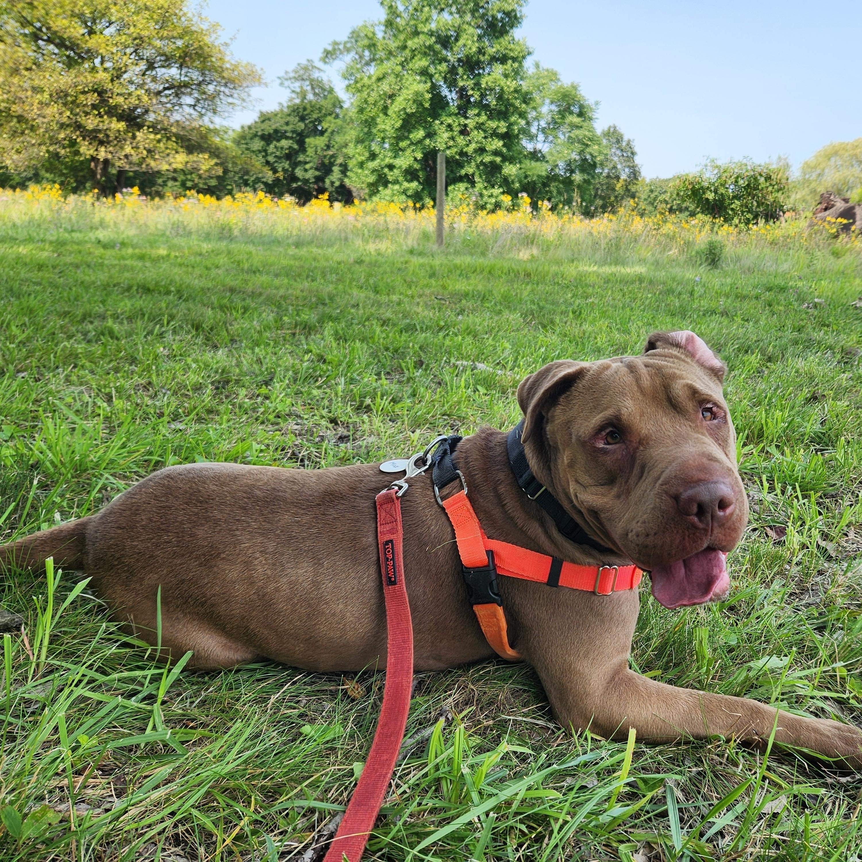Max, Adoptable, Adult Male Shar-Pei & Mixed Breed.