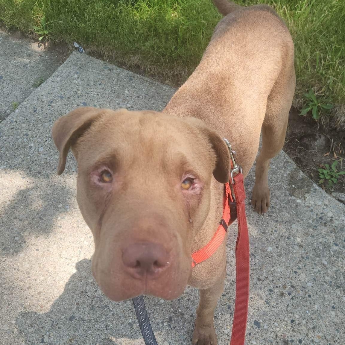 Enlarge Max, a Adoptable mixed breed in Detroit, MI image 5/6