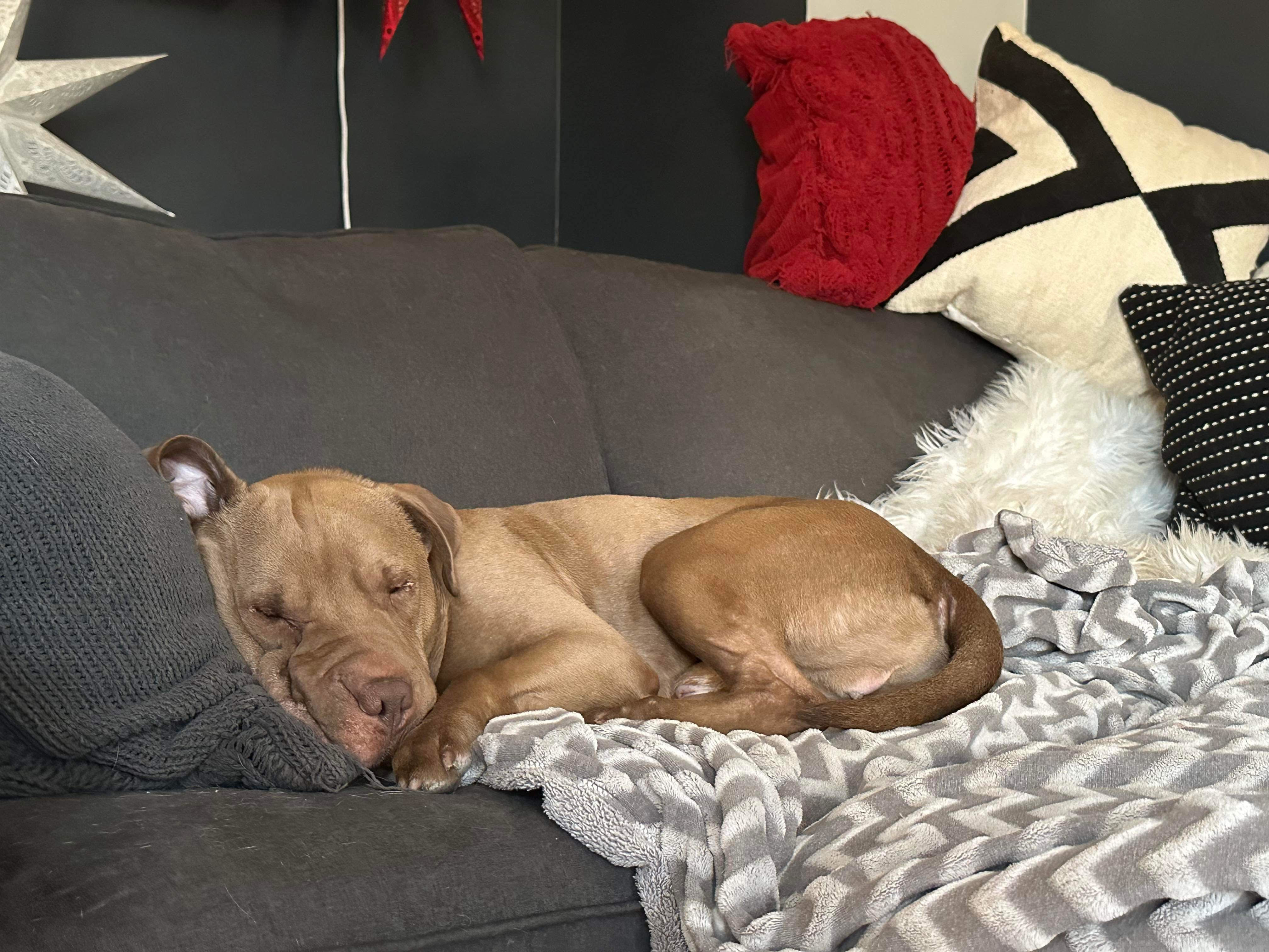 Enlarge Max, a Adoptable mixed breed in Detroit, MI image 6/6
