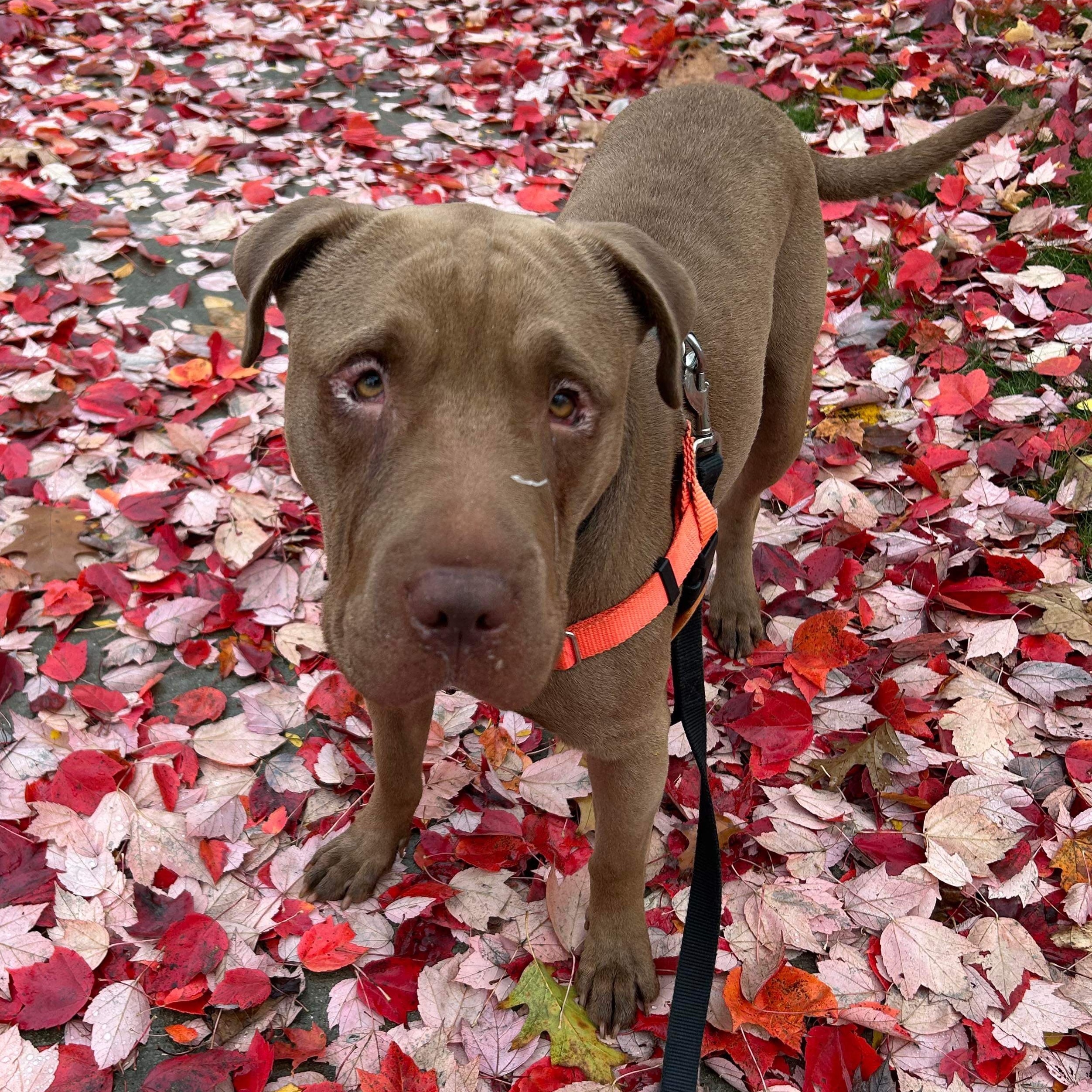 Enlarge Max, a Adoptable mixed breed in Detroit, MI image 3/6