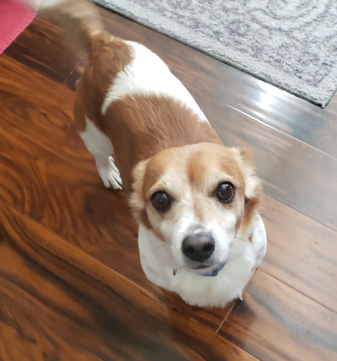 Buddy, ADOPTABLE, Adult Male Corgi & Chihuahua.