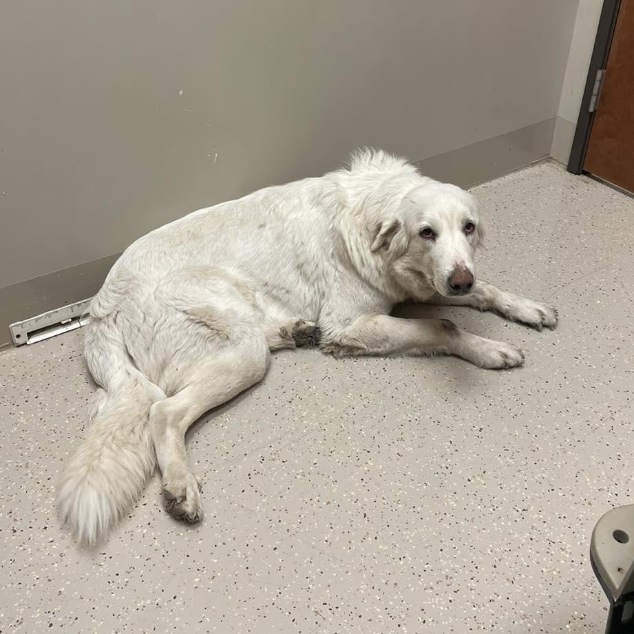 Corra Linn, a Adoptable mixed breed in Whitewright, TX image 1/3