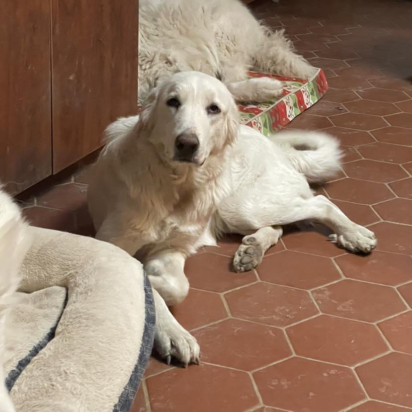 Corra Linn, a Adoptable mixed breed in Whitewright, TX image 2/3