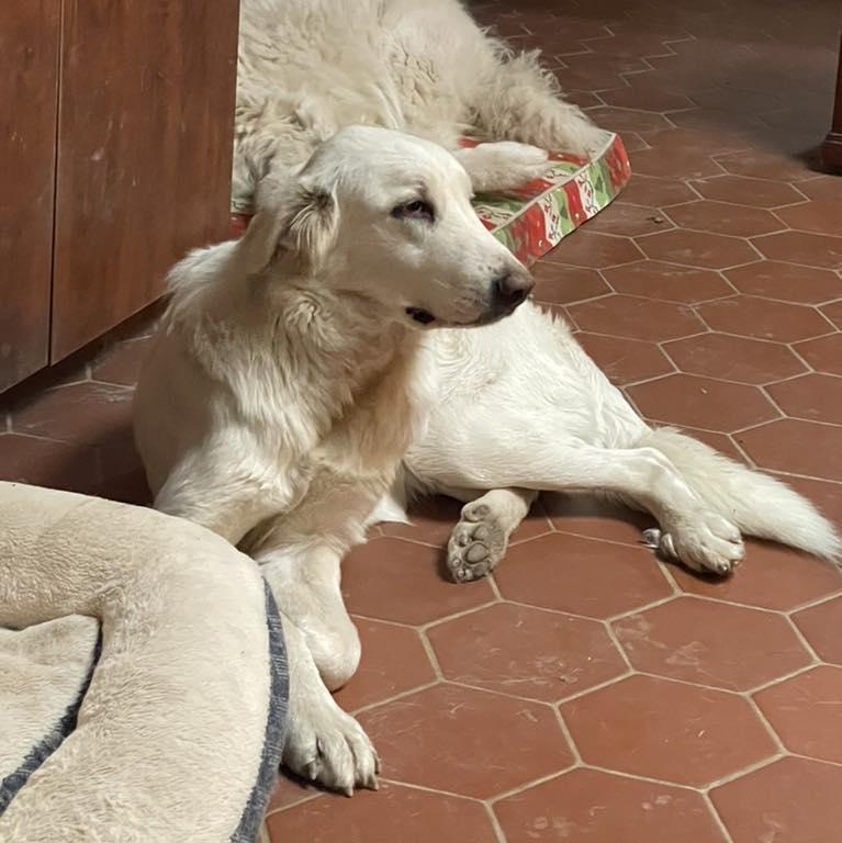 Corra Linn, a Adoptable mixed breed in Whitewright, TX image 3/3
