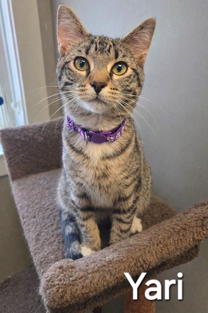 Yari, Adopted, Kitten Female Domestic Short Hair.