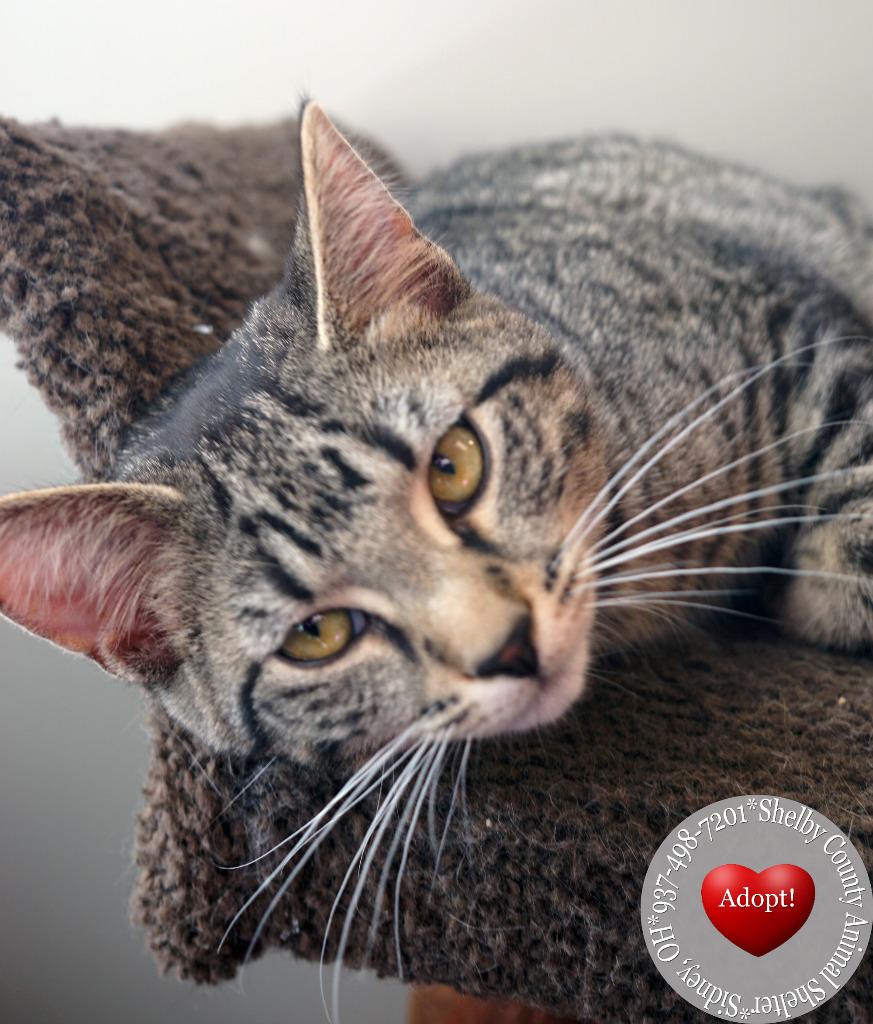 Enlarge Yari, a Adopted mixed breed in Sidney, OH image 2/4