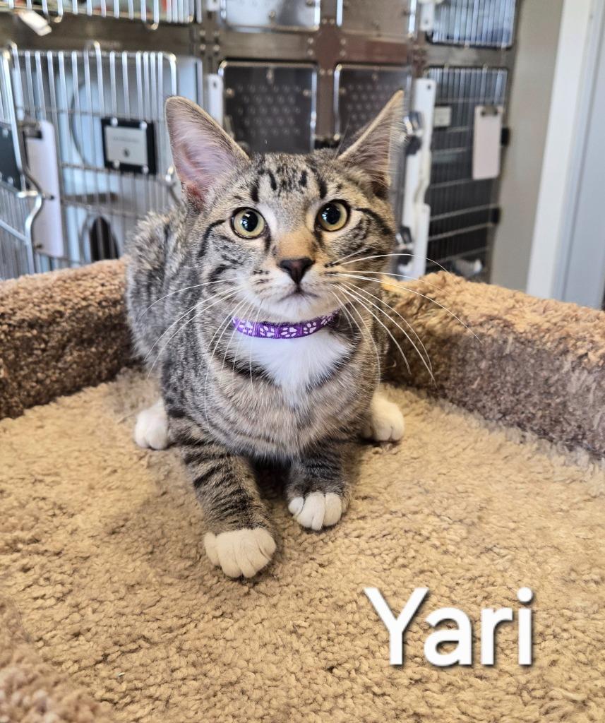 Enlarge Yari, a Adopted mixed breed in Sidney, OH image 3/4
